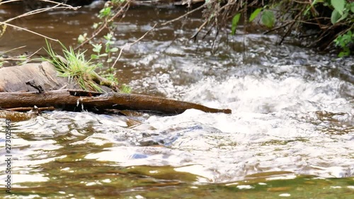 River rapids with tree in the water