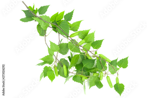 Green birch leaves isolated on white background