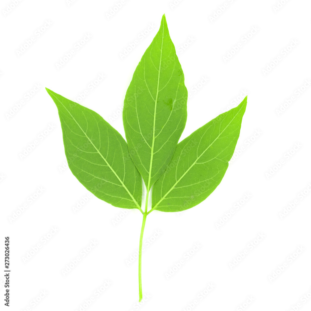 Green leaves isolated on white background Green leaves isolated on white background