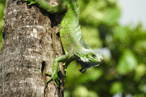 iguane vert