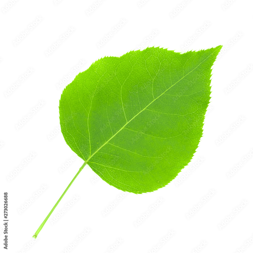 Obraz premium Green leaves isolated on white background