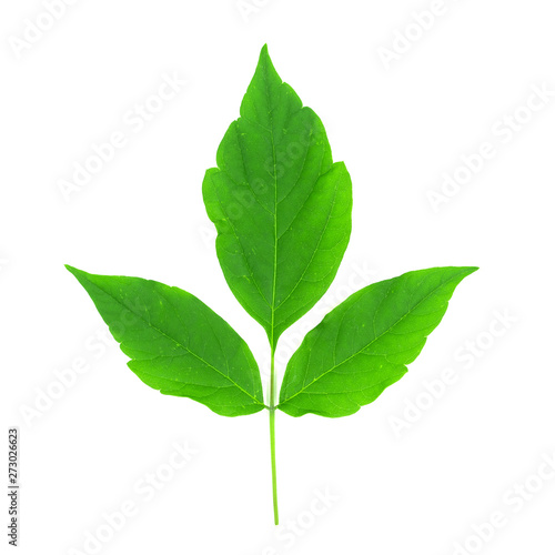 Green leaves isolated on white background