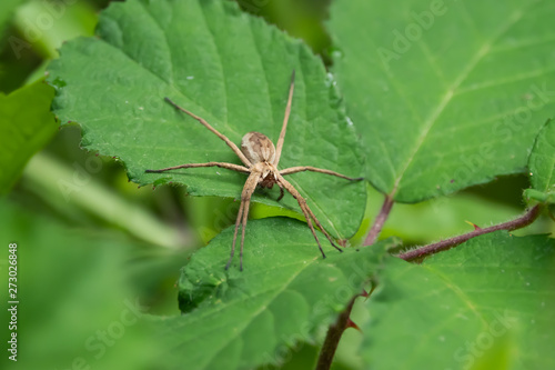 European Nursery Web Spider on Leaf in Springtime