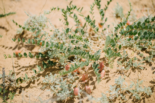 Desert landscape and vegetation in the desert.