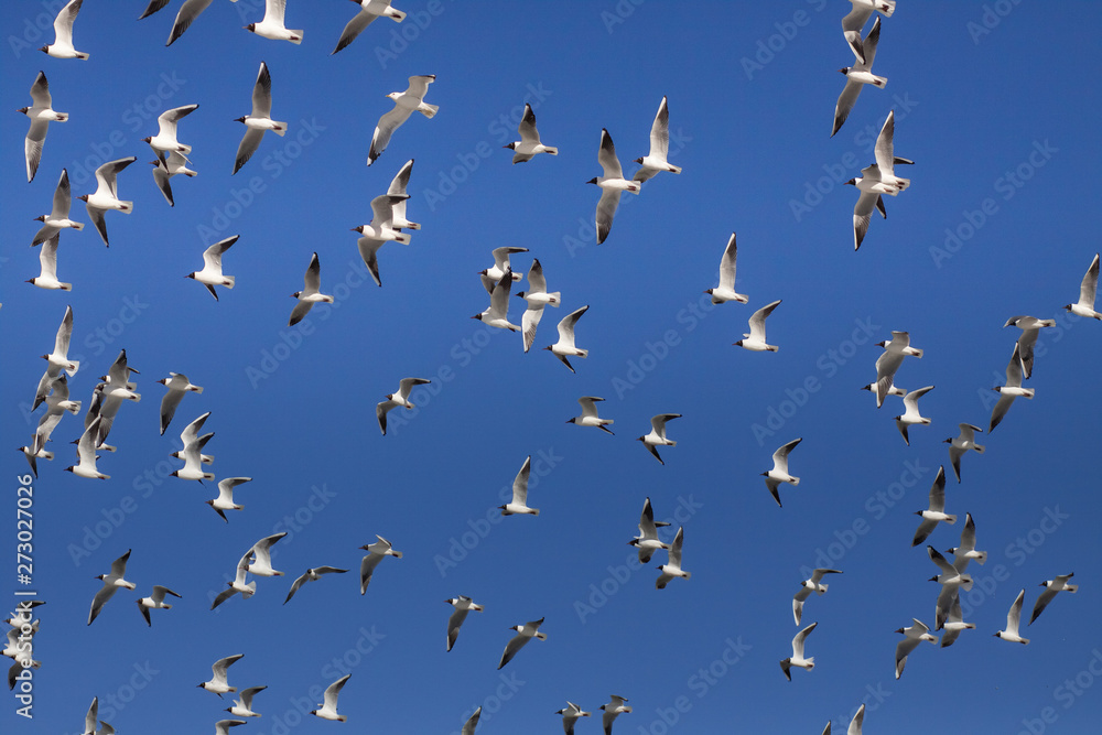 Seagulls in spring sky