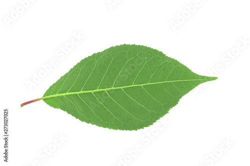 Green leaves isolated on white background