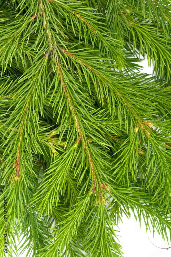 Spruce branch isolated on white background. Green fir. Christmas tree