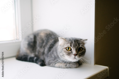 Fototapeta Naklejka Na Ścianę i Meble -  Grey cat lying on the couch in the house