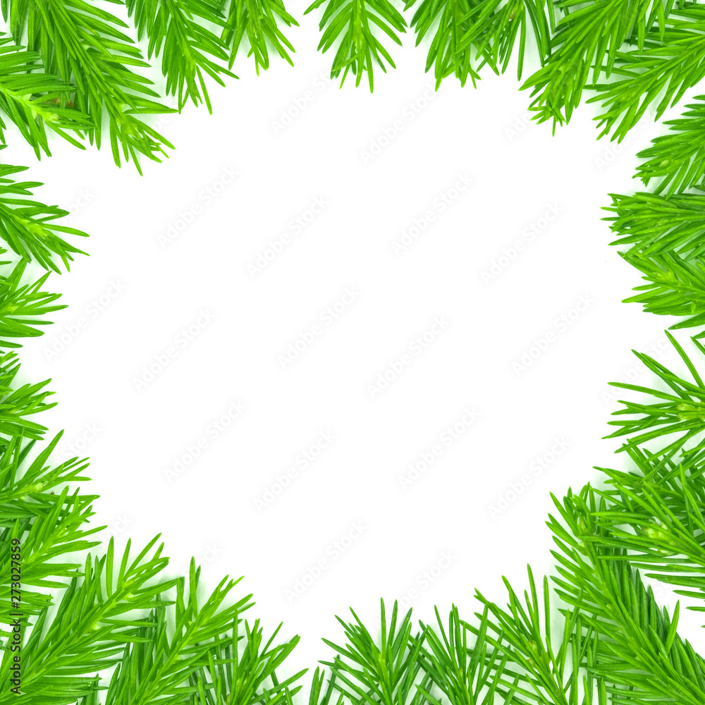 Spruce branch isolated on white background. Green fir. Christmas Tree Branches Border close up Spruce branch isolated on white background. Green fir. Christmas Tree Branches Border close up