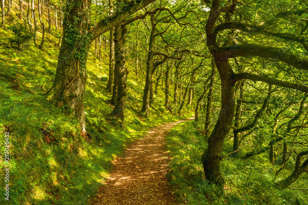 Fototapeta premium Woodland Path In Spring, Exmoor, Devon
