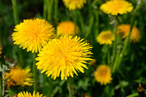 Yellow dandelions on sunny field spring flowers blossom.