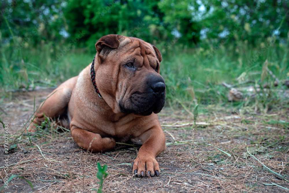 Shar Pei dog lying on the grass in nature.