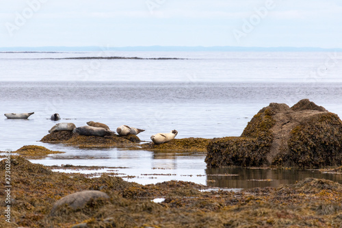 Phoque, Parc national du Bic, Rimouski, Québec Canada