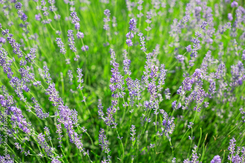 Field of lavender flowers. Natural background