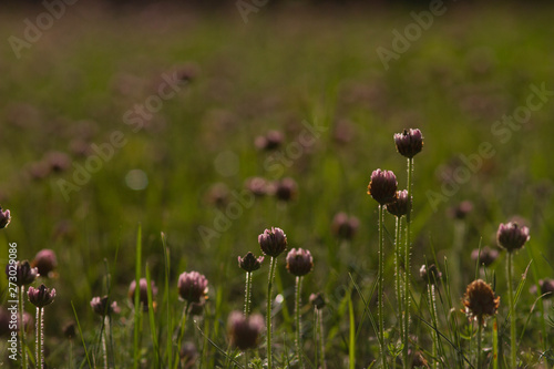 field of poppies