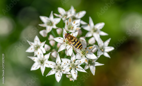 Wasp on white flower