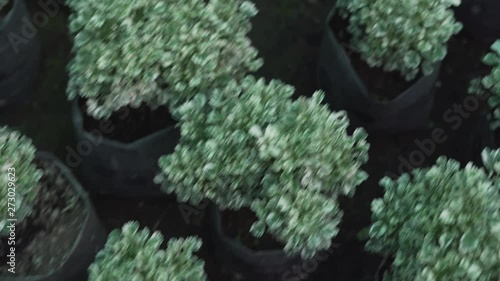 Top down view of small leaved flowers in 4k. photo