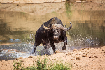 Fototapete Büffel Afrikanischer Büffel im Kruger Nationalpark  © PACO COMO