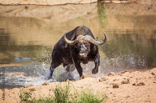 African buffalo in Kruger National park, South Africa photo