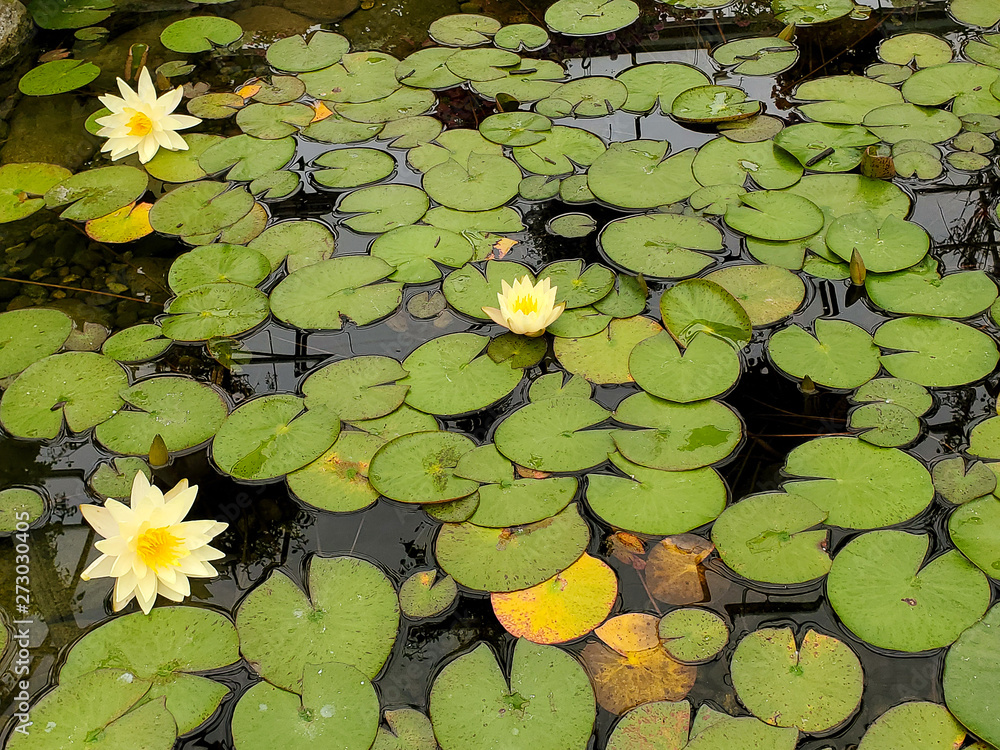 yellow water lily flower with floating lily pads in pond yellow water lily flower with floating lily pads in pond