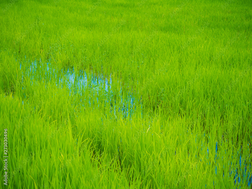 Obraz premium Green rice plantation field asia farmland