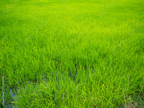 Green rice plantation field asia farmland