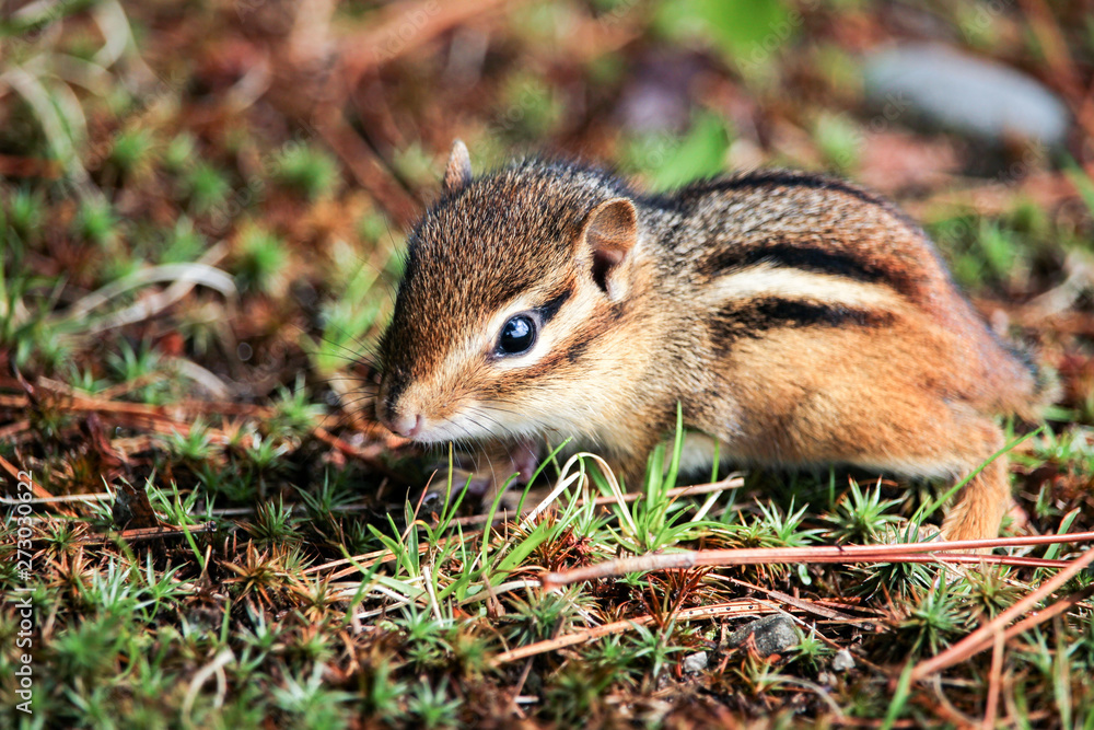 A baby Eastern Chipmunk, Tamias striatus, close up on the forest floor.  Tiny little ground squirrel is native to North America. Concepts of wildlife,  cute animals, nature Stock Photo | Adobe Stock