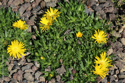 flowers delosperma congestum