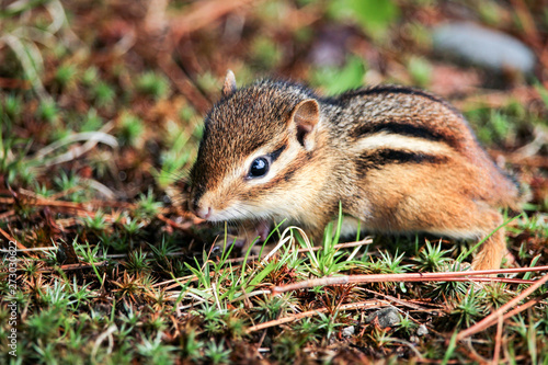 A baby Eastern Chipmunk, Tamias striatus, close up on the forest floor. Tiny little ground squirrel is native to North America. Concepts of wildlife, cute animals, nature photo