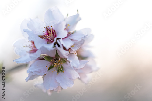 Flor de almendro 
