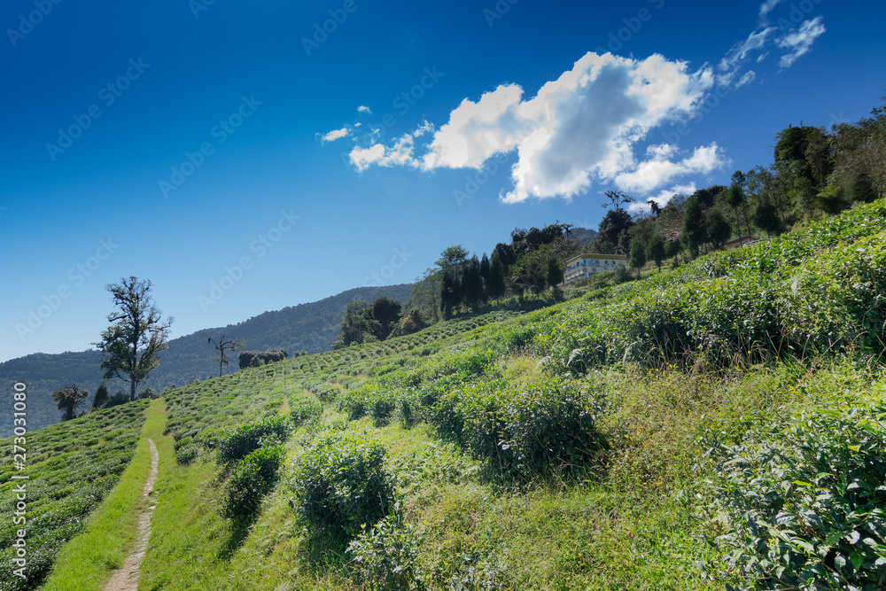 Fototapeta premium Temi tea garden in Sikkim, India