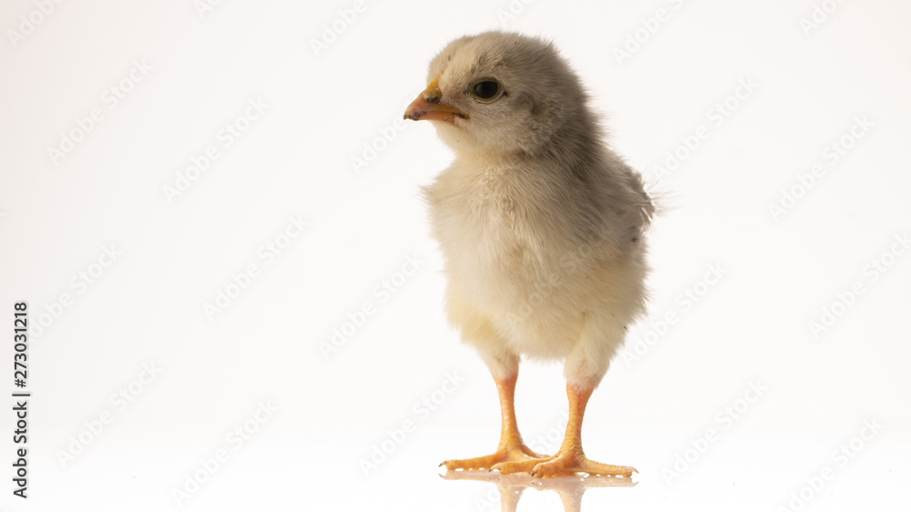 Obraz premium Small white little chicken on white background.