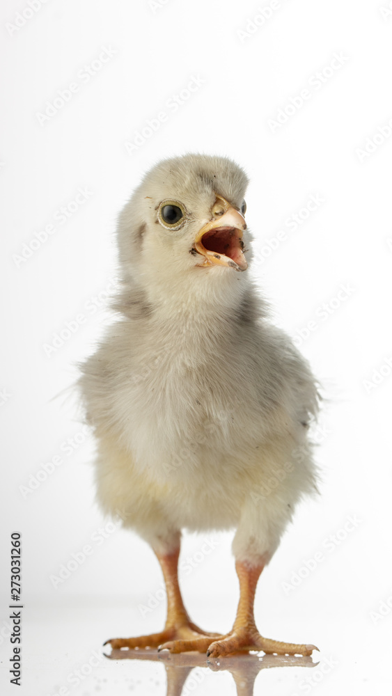 Fototapeta premium Small white little chicken on white background.
