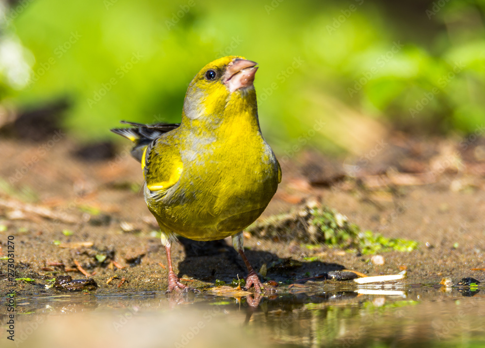 Fototapeta premium greenfinch