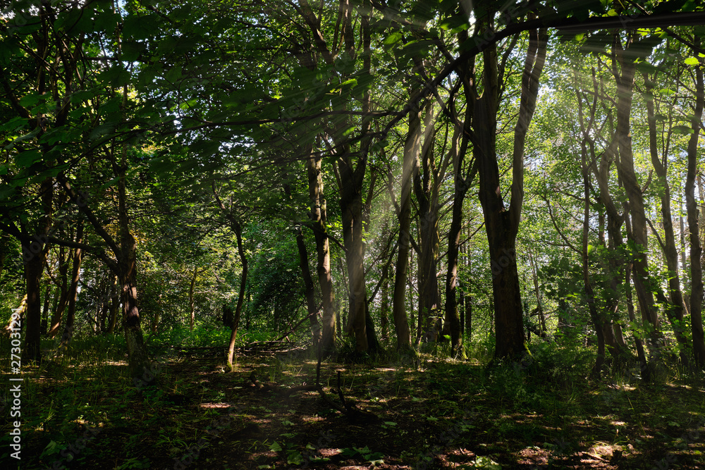 Scottish Forrest Walks in Summer Throught the Magical Scottish F Scottish Forrest Walks in Summer Throught the Magical Scottish F