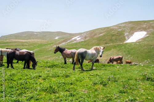 grazing horses on the mountains of Roccaraso in summer, (plateau) Piano Aremogna and Pizzalto, Monte Greco, Monti Marsicani highest group of Apennines. L'Aquila, Abruzzo, Italy