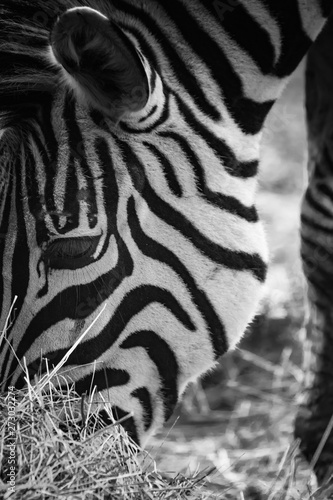 beautiful zebra grazing eating grass close up