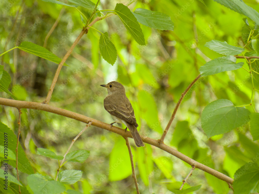 Fototapeta premium bird on branch