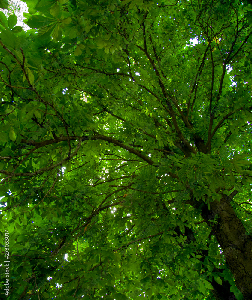 tree in forest tree in forest