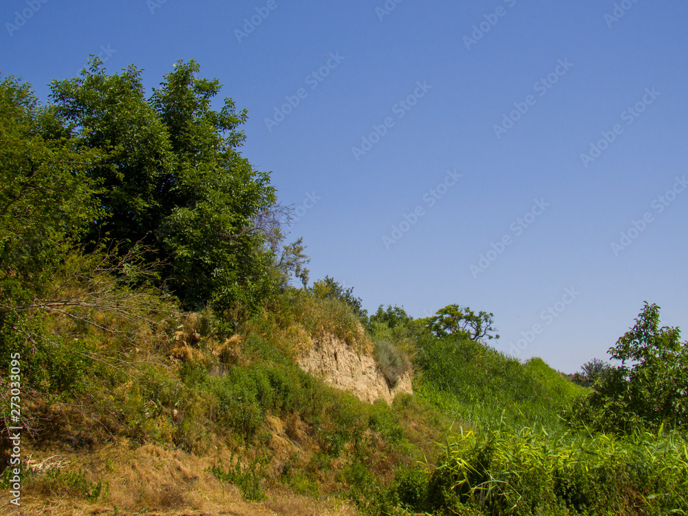 landscape with trees and blue sky