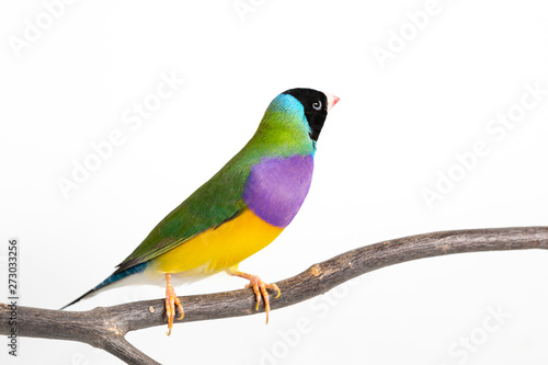 Gouldian finch Bird