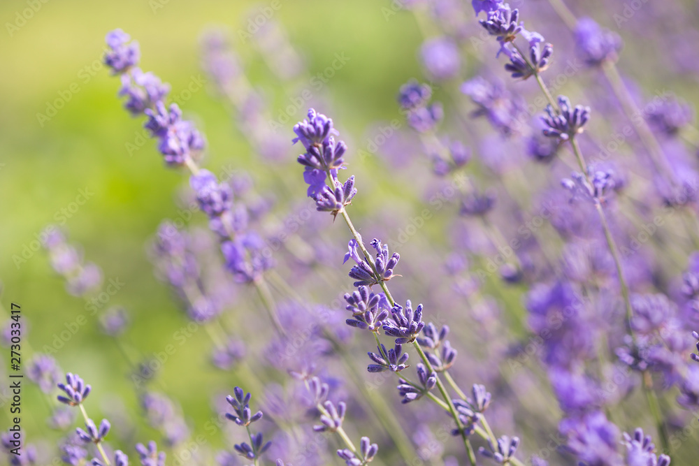 Field of lavender flowers. Natural background Field of lavender flowers. Natural background