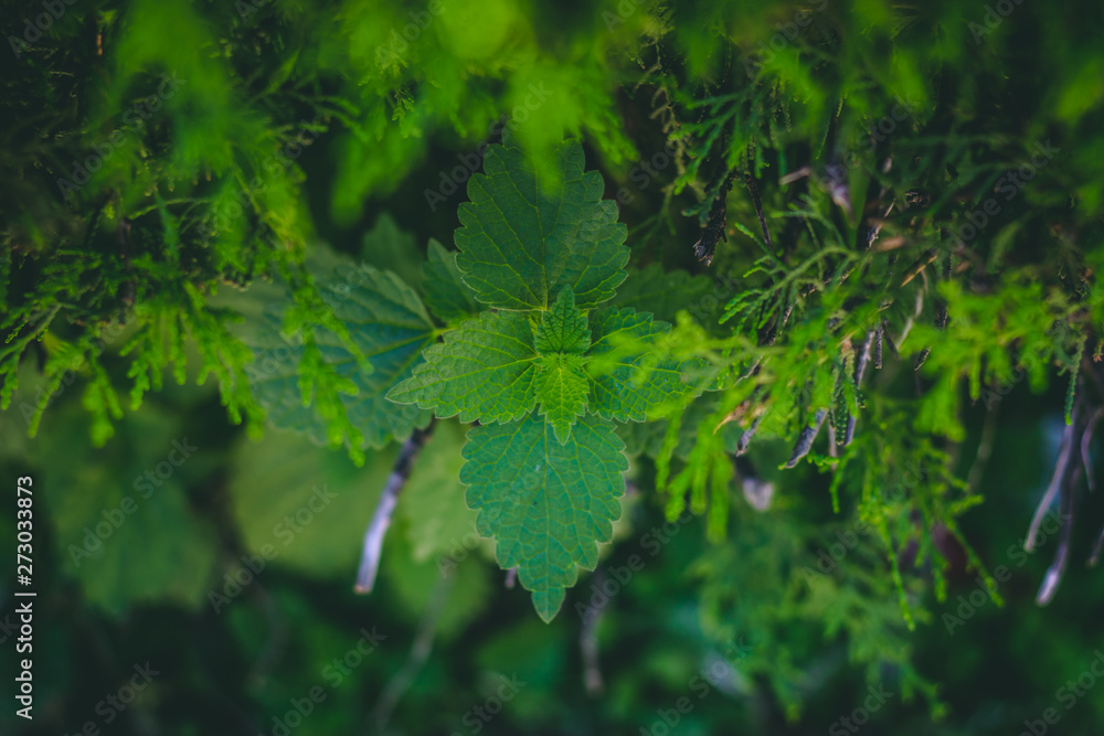 Detailed nettle leaves on a green scenery – Lush fresh vegetation of spring herb in a natural and wild environment Detailed nettle leaves on a green scenery – Lush fresh vegetation of spring herb in a natural and wild environment