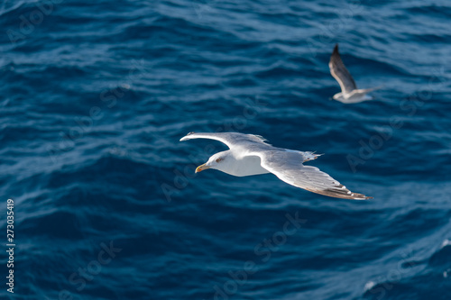 Seagulls flying over the sea © Victor Vranski