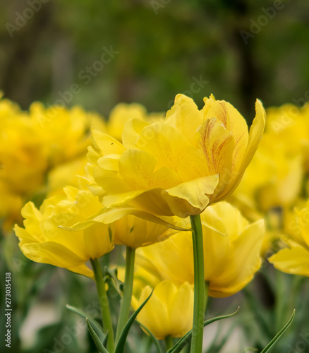 Fototapeta Naklejka Na Ścianę i Meble -  Yellow tulips in the garden
