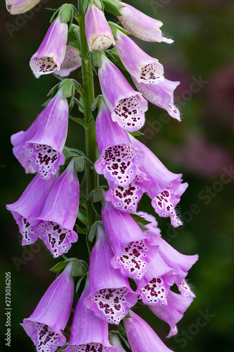 Obraz na płótnie Beautiful foxglove (Digitalis purpurea) in the garden w salonie