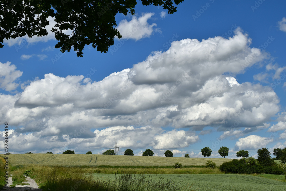 White clouds, blue sky, green fields. Summer.