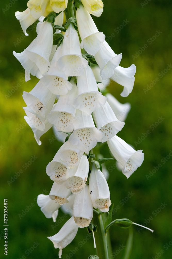 Beautiful foxglove (Digitalis purpurea) in the garden