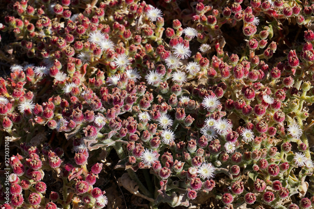 Crystalline ice plant blooming on the edge of the Pacific Ocean on the Palos Verdes Peninsula of southern California Crystalline ice plant blooming on the edge of the Pacific Ocean on the Palos Verdes Peninsula of southern California