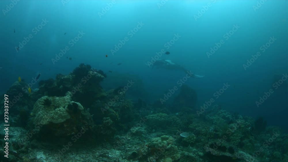 Oceanic Manta Ray on a coral reef in Raja Ampat Indonesia. Central Raja Ampat dive site Blue Magic 4k footage Oceanic Manta Ray on a coral reef in Raja Ampat Indonesia. Central Raja Ampat dive site Blue Magic 4k footage
